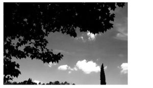 Je regarde ces arbres une dernière fois, comme l'on regarde toujours les choses pour la dernière fois Je regarde ces arbres une dernière fois