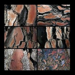 Ophélie Jaësan | Le Pouvoir des écorces