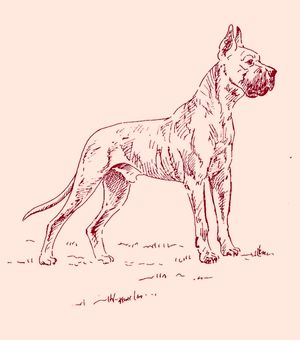 Un gros chien danois