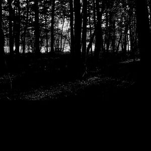 Foret 2