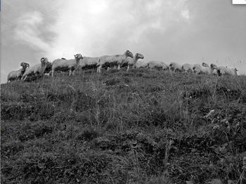 Ph. : Sandrine Cnudde Moutons