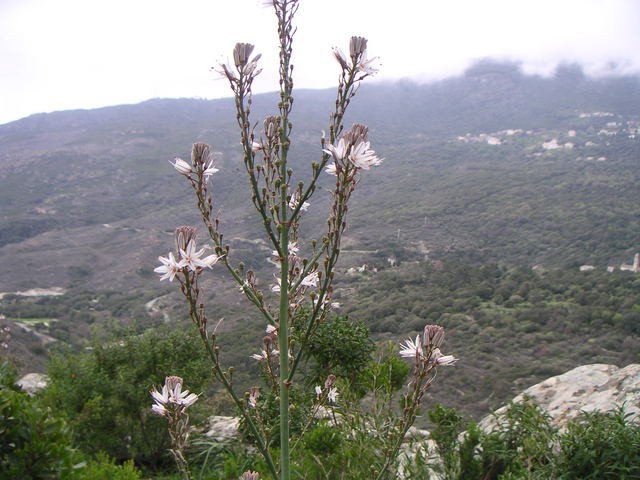 Asphodèles