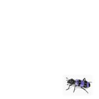 Angèle Paoli | Insecte