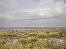 Dino Campana | Pampa