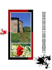 Pavot