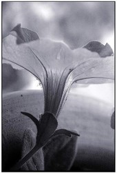 Mina Loy | Pétunia blanc